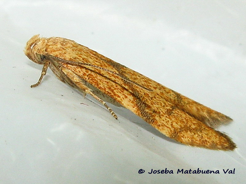 Blastobasis decolorella - Blastobasidae